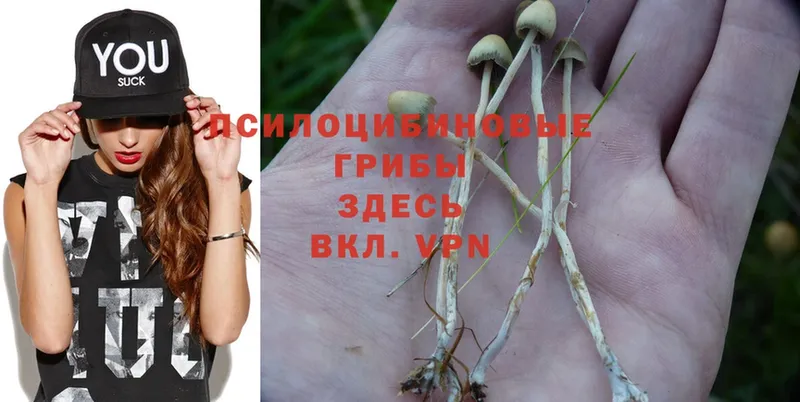 наркотики  Белогорск  Псилоцибиновые грибы Psilocybe 